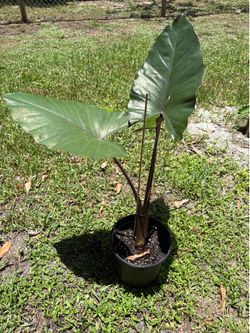 Alocasia Dark Star