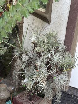 Airplant (tilandsia) Tree