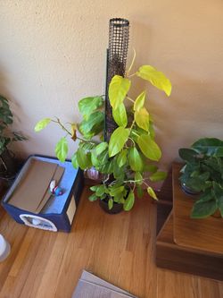 Philodendron Golden Goddess