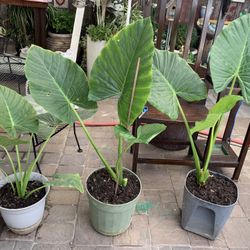 Many Plants For Sale $20.00 Each