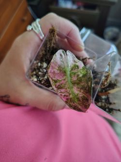 Pink Polly corms