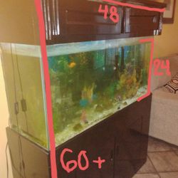 Fish Tank