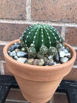Ester lily cactus 🌵 pink flowers 💐 pot 6 inches