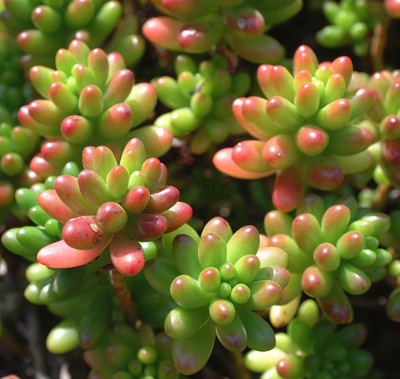 Jelly Bean Plants πͺ΄π