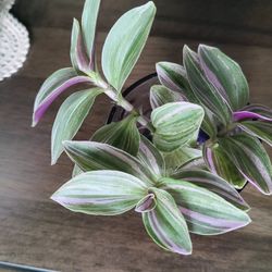 Tradescantia Nanouk