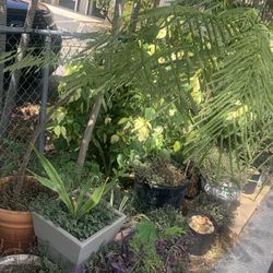 3 ft. & 6 ft. Red Royal Poinciana - Flamboyant Rojo