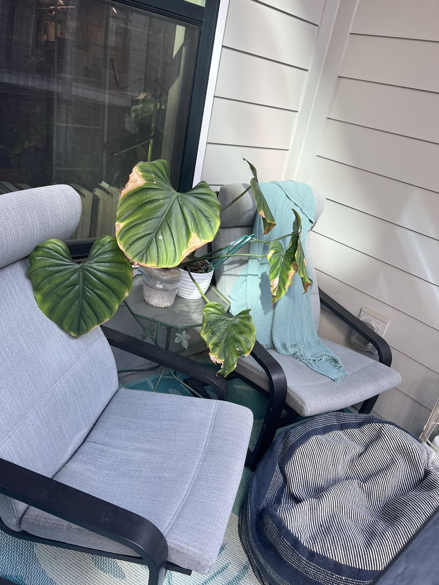 IKEA Poäng Outdoor Chairs