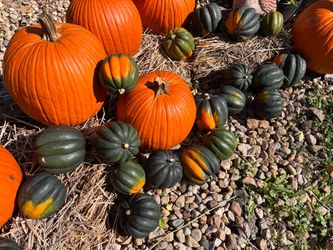 Halloween Acorn squash