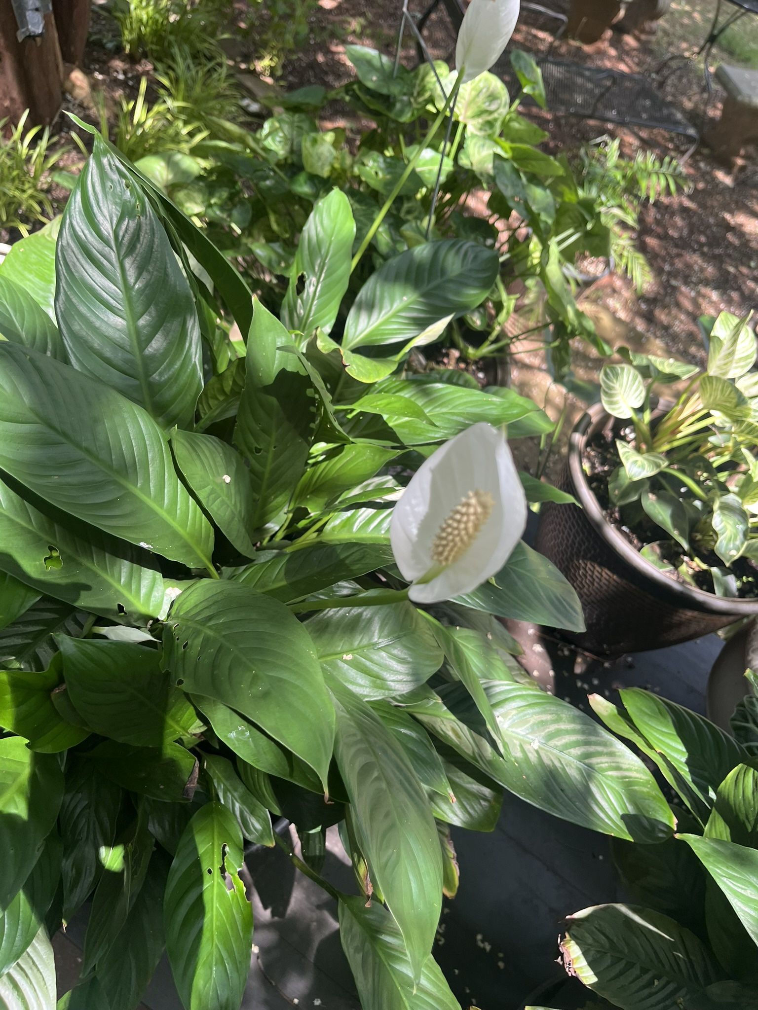 Peace Lily