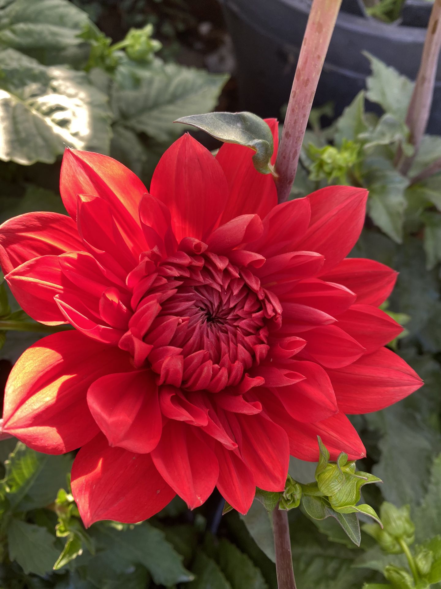 Dahlia Big Flowers Plant, In 5 Gallons Pot Pick Up Only