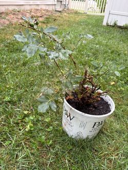 Garden rose bush