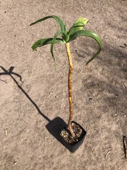 Climbing Aloe ciliaris
