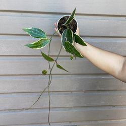 4” hoya macrophylla