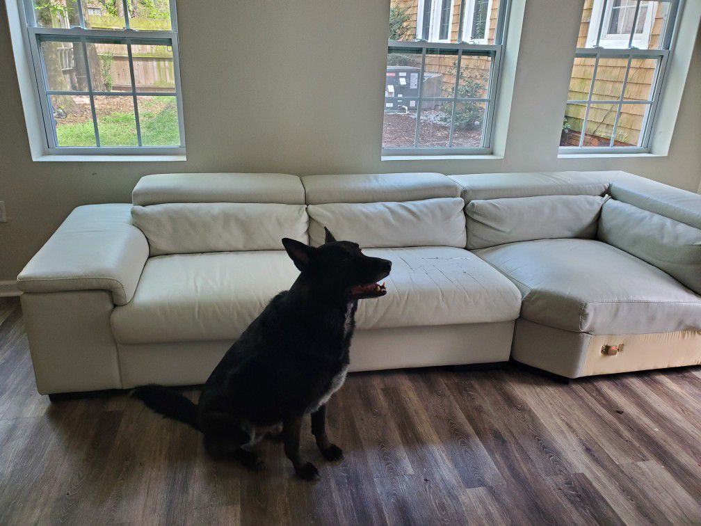 Free couch! Dog not included.
