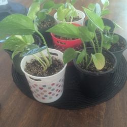 Plants For Sale