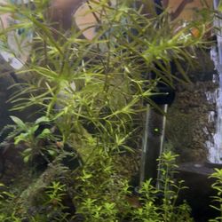 Aquatic Plant Bunches. 