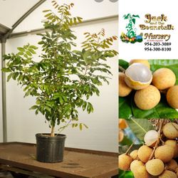 Longan Airlayered Trees 3gal Arboles De Longan Injertados 3gal 