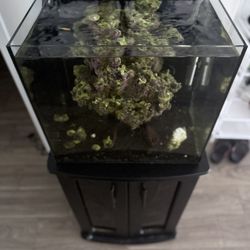 24 Gal Nano Tank Plug And Play