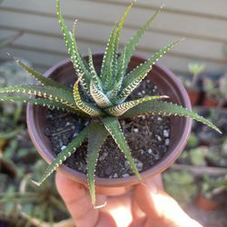 Zebra succulent (Haworthiopsis fasciata or Haworthiopsis attenuata)
