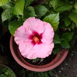 Hibiscus 🌺🌺 Plant 
