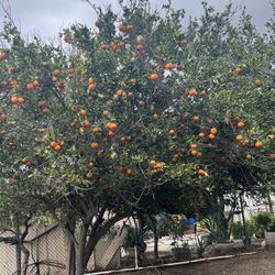 Mandarina 1 $. Libra 