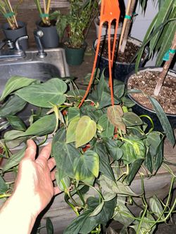Full /lush/trailing philodendron mican (6” pot) 95820 see all pics for details❣️