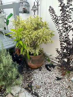 Ceramic Plant Pot