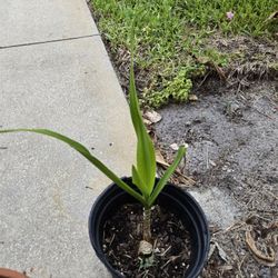 3 Spider Lilly Plants