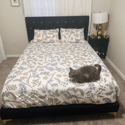 Black and Gold velvet Queen bed with mattress