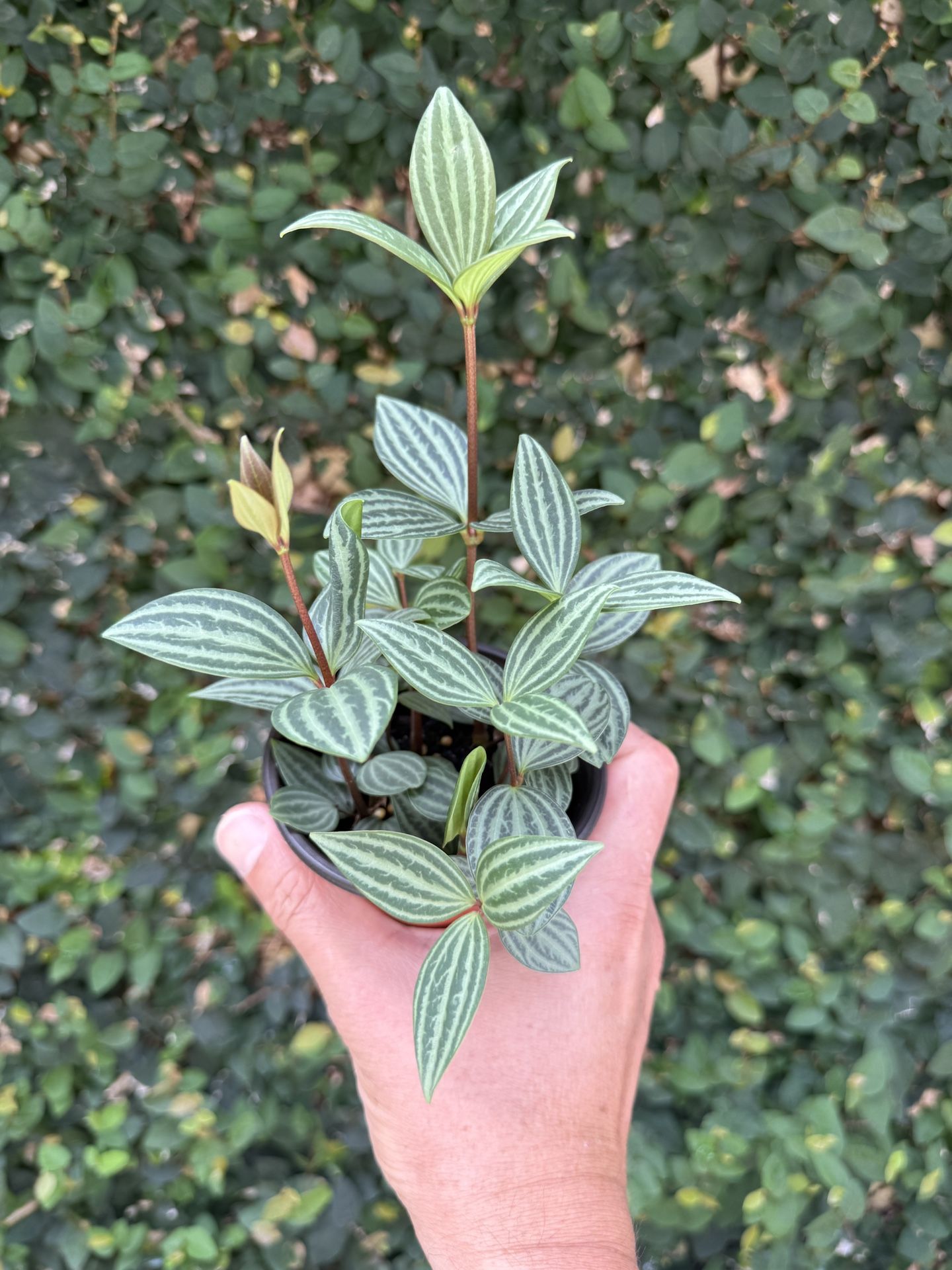 Peperomia Stilt