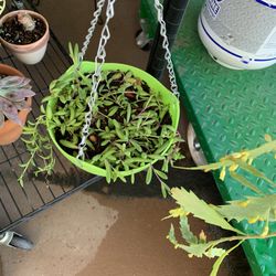 Hanging Plants String Of Pearls and Assorted Succulents