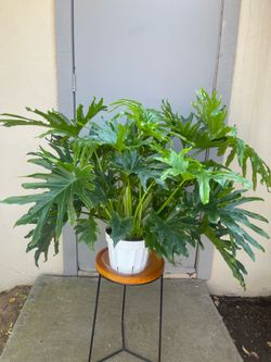 Philodendron Lickety Split House Plant 8” Pot