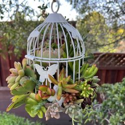 Living Succulent Birdcage / Garden Decor/ Centrepiece/ Birthday Gift