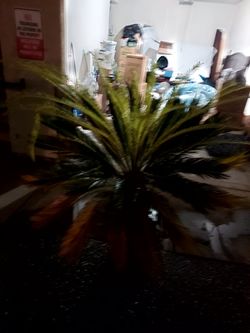 plants 🪴