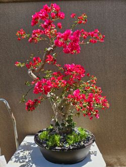 Old Bougainvillea RED Bonsai Tree