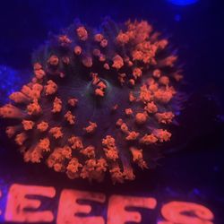 St Thomas Mushroom Fake Aquarium Decoration 