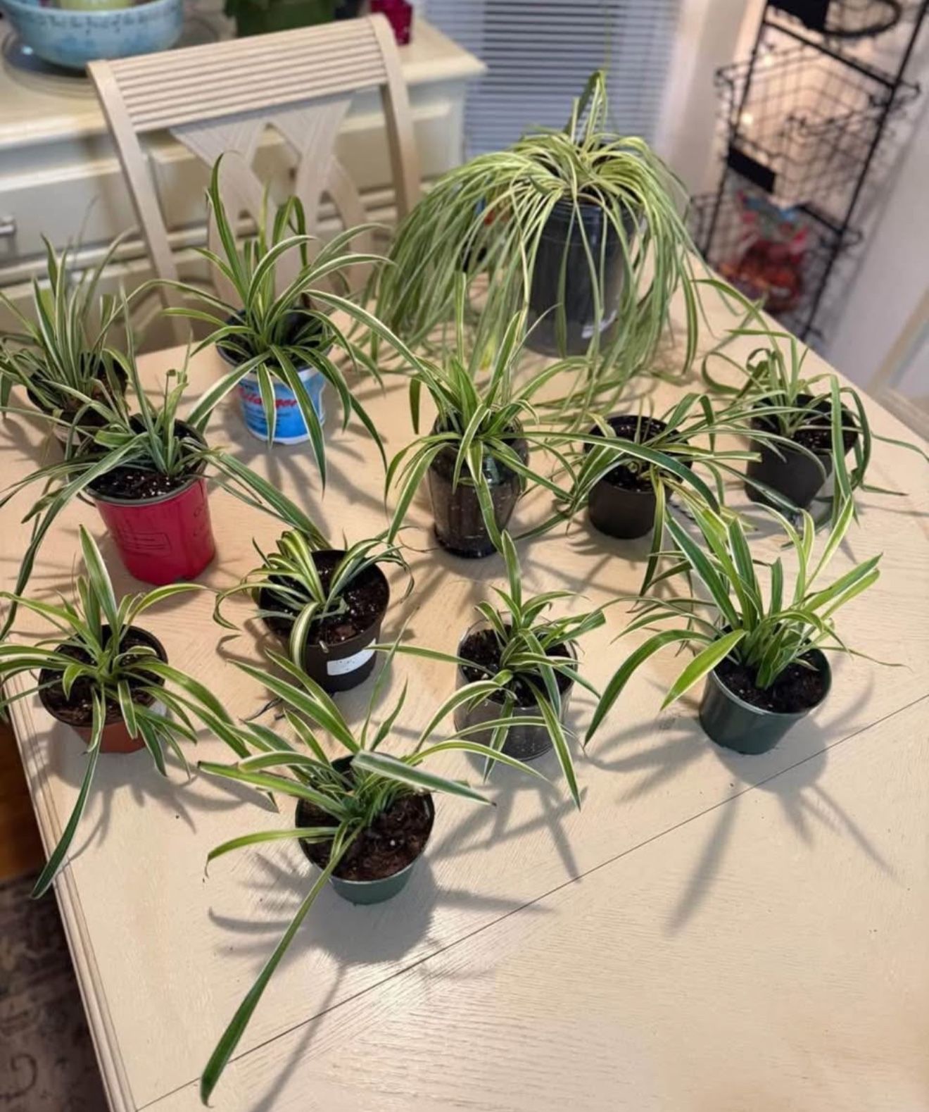 Spider Plants