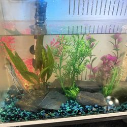 10 Gallon Tank