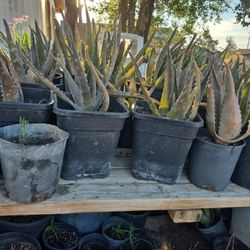 Plantas De Savila