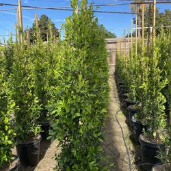 Ficus Nitida Indian Laurel Hedge
