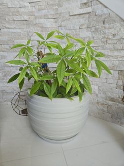 Money Tree with plantet