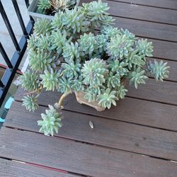Beautiful Succulent 