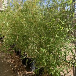 Bamboo Plant 