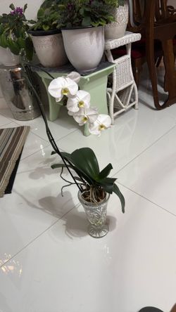 Healthy White Orchid In vase