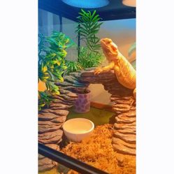 Reptile safe plant Bundles | Sets of 3 Or 5 