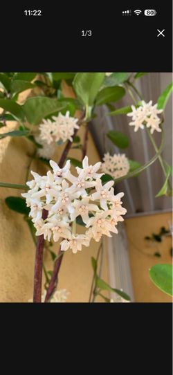 Hoya Australis