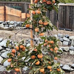 Fuyu Persimmons Trees $50 Each / Árboles De persimos $50