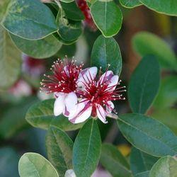 Pineapple Guava  Feijoa Guayaba  del Brasil Фейхоа
