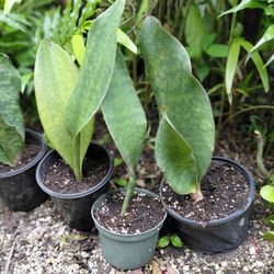 Rare Whale Fin Sanseveria House Plant