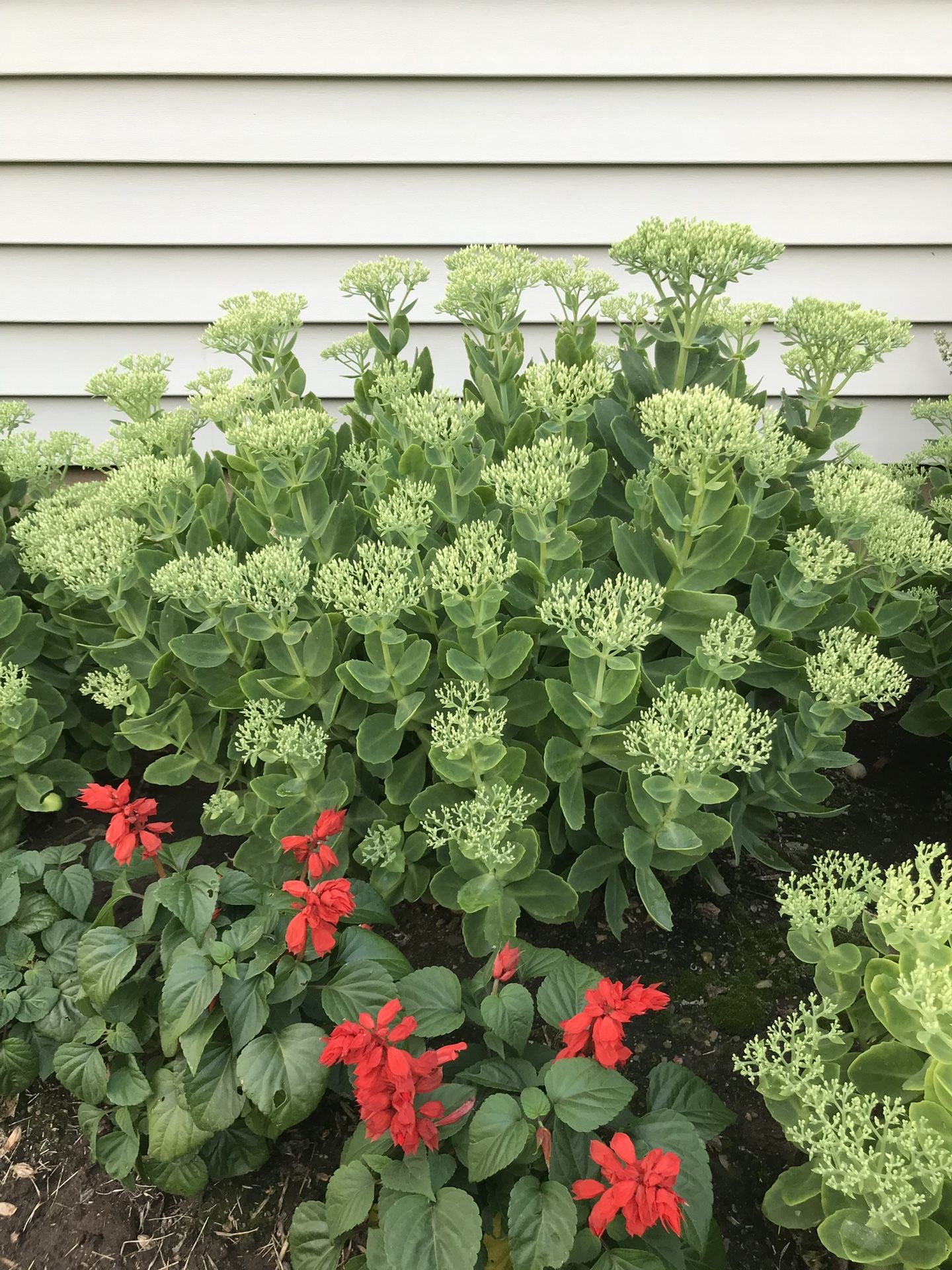 Sedum Plant Clumps (outside garden plant)